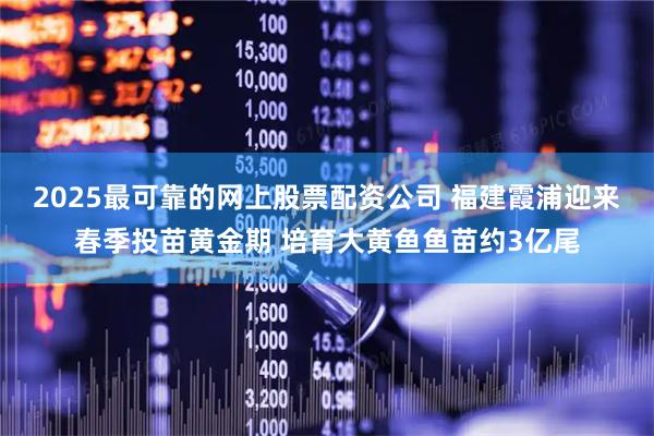 2025最可靠的网上股票配资公司 福建霞浦迎来春季投苗黄金期 培育大黄鱼鱼苗约3亿尾